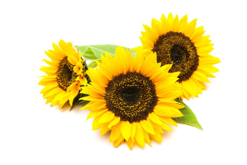 Sunflower Oil for Hair: The Secret to Healthy, Radiant Curly Locks - Curly Life Company